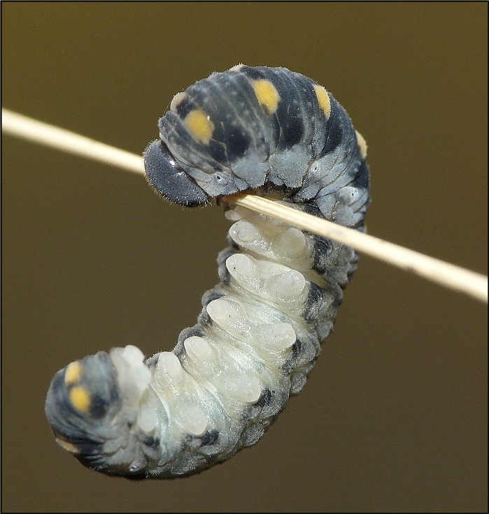 Mi aiutate....?? Larva di Cimbicidae